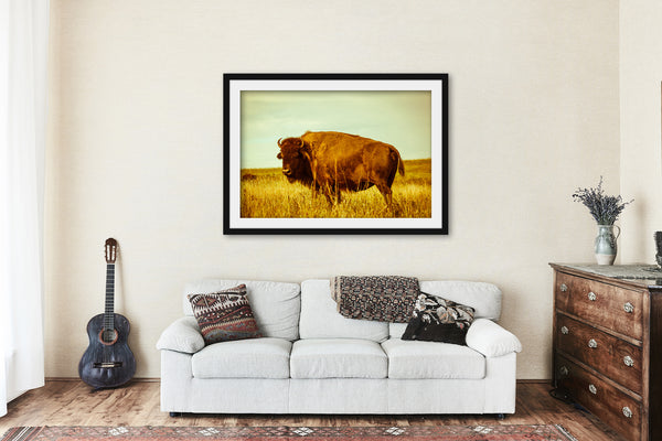 Framed and Matted Print - Vintage Style Picture of American Bison on Tallgrass Prairie in Oklahoma - Western Photo Buffalo Artwork Decor