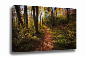 Canvas wall art of a hiking trail covered in fallen leaves leading into a forest full of fall color on an autumn day in the Great Smoky Mountains of Tennessee by Sean Ramsey of Southern Plains Photography.