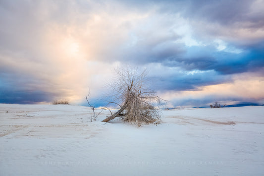 Southwestern photography print of a dead tree under a dramatic morning sky at White Sands National Park near Alamogordo, New Mexico by Sean Ramsey of Southern Plains Photography.