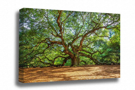 Nature canvas wall art of the historic Angel Oak Tree on a summer day near Charleston, South Carolina by Sean Ramsey of Southern Plains Photography.