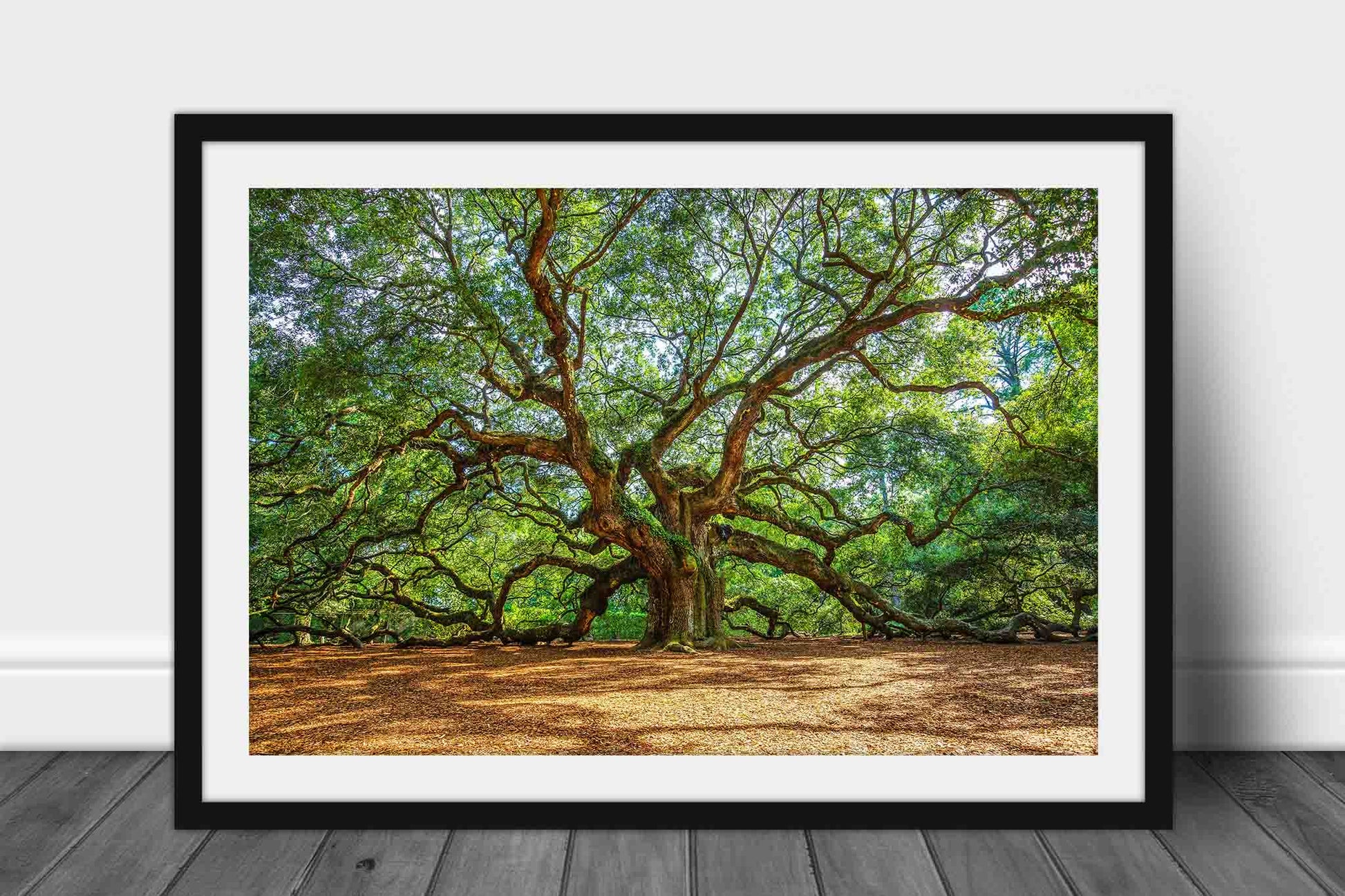 Framed and matted nature photography print of the Angel Oak Tree on a summer day at Johns Island near Charleston, South Carolina by Sean Ramsey of Southern Plains Photography.