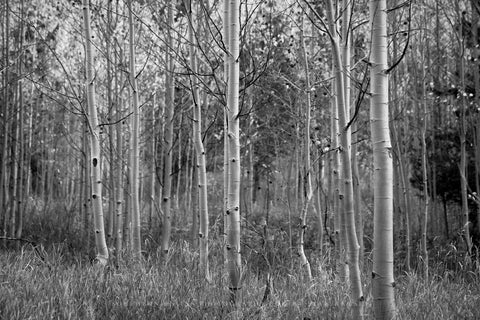 Black and white nature photography print of a grove of aspen trees on an autumn day at the Maroon Bells near Aspen, Colorado by Sean Ramsey of Southern Plains Photography.