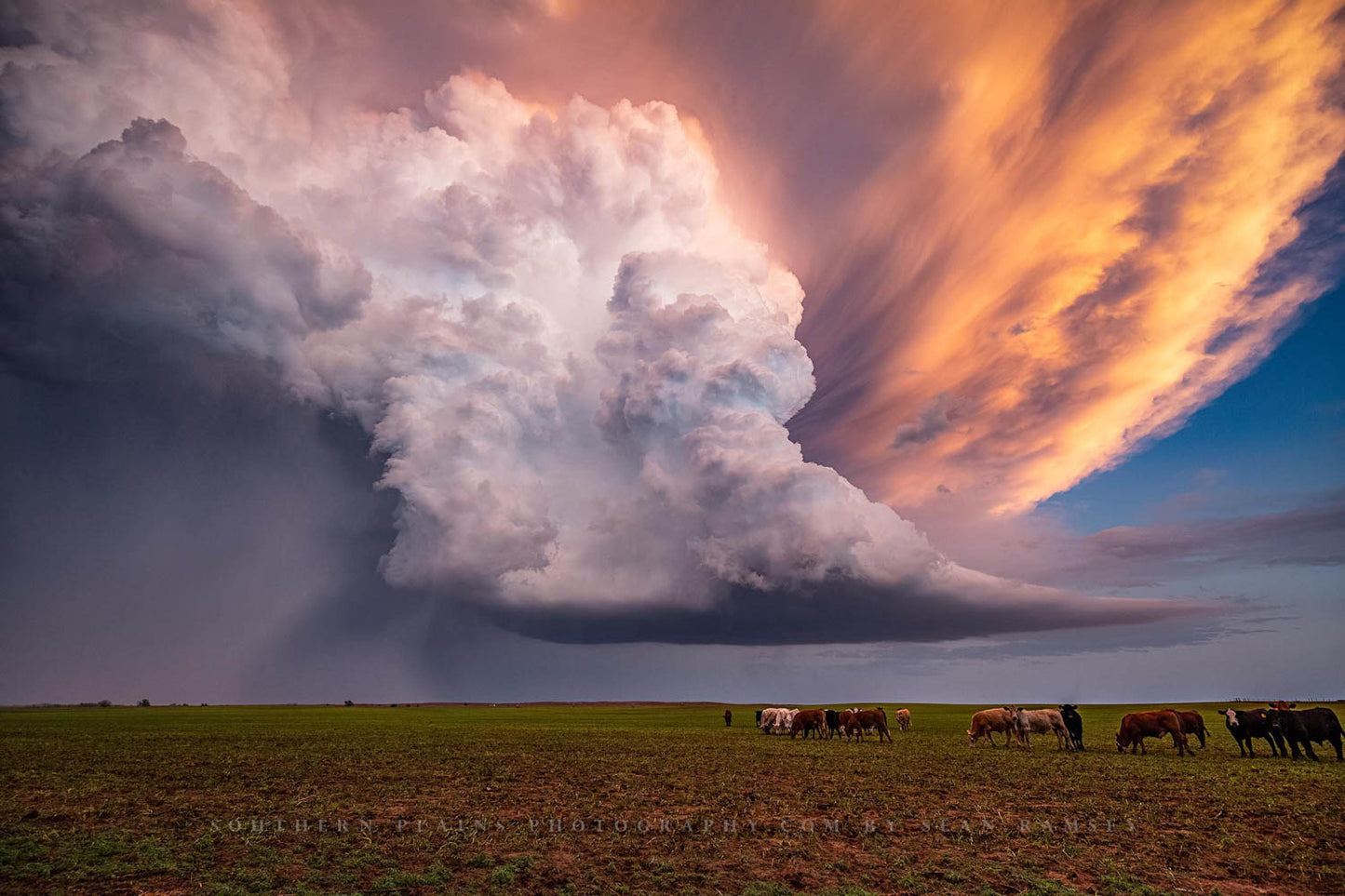 A supercell thunderstorm erupts over a field full of cattle on a stormy spring evening in Kansas.