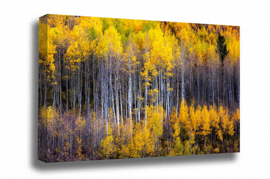 Nature canvas wall art of golden aspen trees with fall color appearing as a reflection on the side of a mountain on an autumn day at the Maroon Bells in Colorado by Sean Ramsey of Southern Plains Photography.