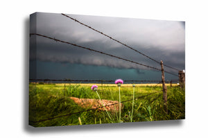Country canvas wall art of pink thistle wildflowers along a barbed wire fence as a storm approaches on a spring day on the plains of Texas by Sean Ramsey of Southern Plains Photography.