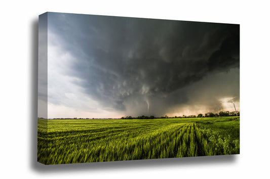 Storm canvas wall art of a tornado revealing itself out of the rain over a wheat field on a stormy spring day in Kansas by Sean Ramsey of Southern Plains Photography.