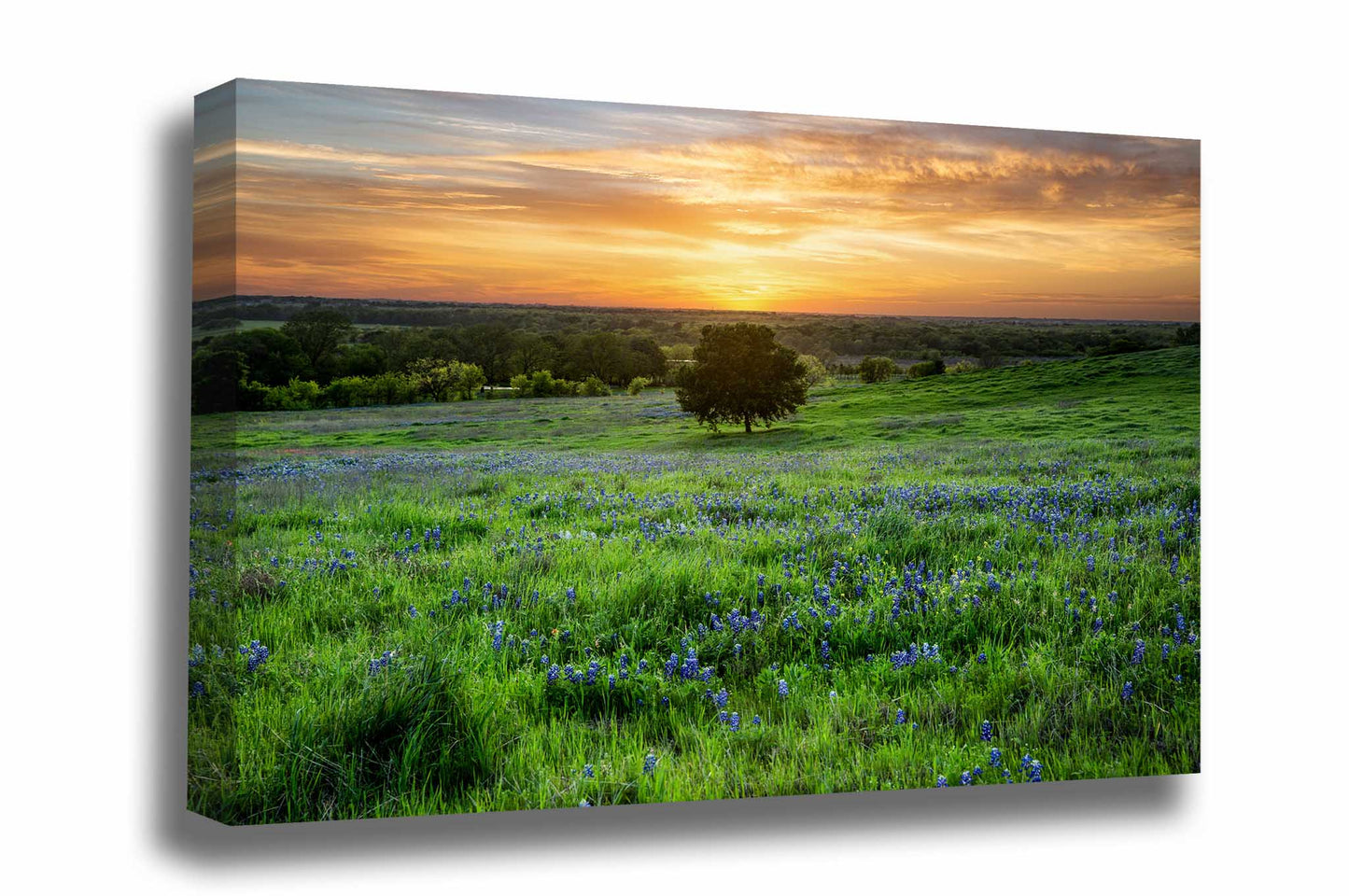 Canvas wall art of a lone tree in a field of bluebonnets at sunset on a spring evening in Texas by Sean Ramsey of Southern Plains Photography.