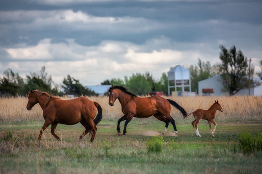 Horse photography print of a stallion, mare and colt breaking into a gallop on a farm in Texas by Sean Ramsey of Southern Plains Photography.