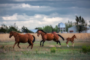 A mare, colt and stallion break into a gallop on a farm in Texas.