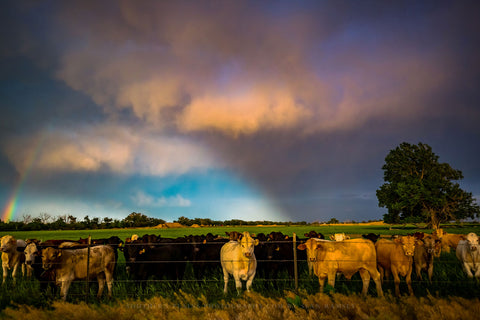 Cows gather at a barbed wire fence as sunlight breaks through storm clouds on a stormy spring evening in Kansas.