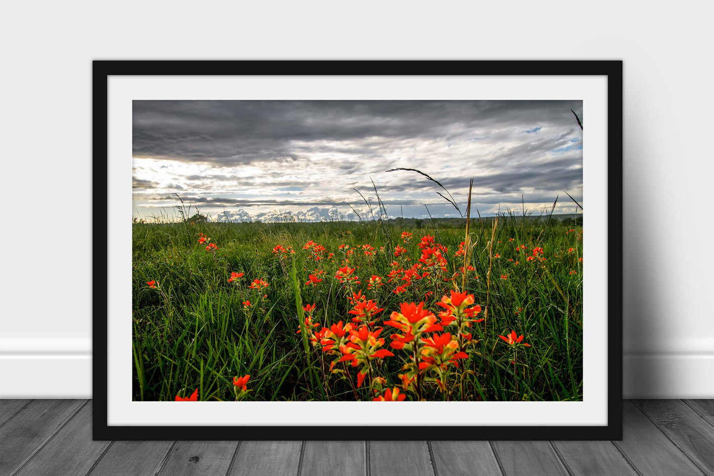 Framed and matted nature photography print of Indian paintbrush wildflowers bringing color to a stormy spring day in Oklahoma by Sean Ramsey of Southern Plains Photography.