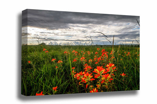 Nature canvas wall art of Indian Paintbrush wildflowers bringing color to a stormy day in Oklahoma by Sean Ramsey of Southern Plains Photography.