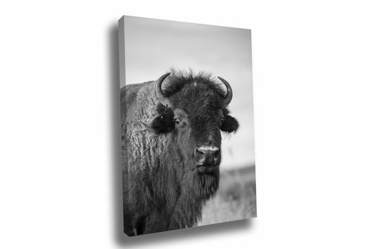 Vertical western canvas wall art of a portrait of an American bison on the Tallgrass Prairie of Oklahoma in black and white by Sean Ramsey of Southern Plains Photography.