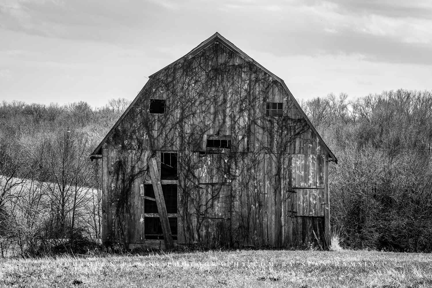 Black and white photography print of an old barn covered in vines on an early spring day in Missouri by Sean Ramsey of Southern Plains Photography.