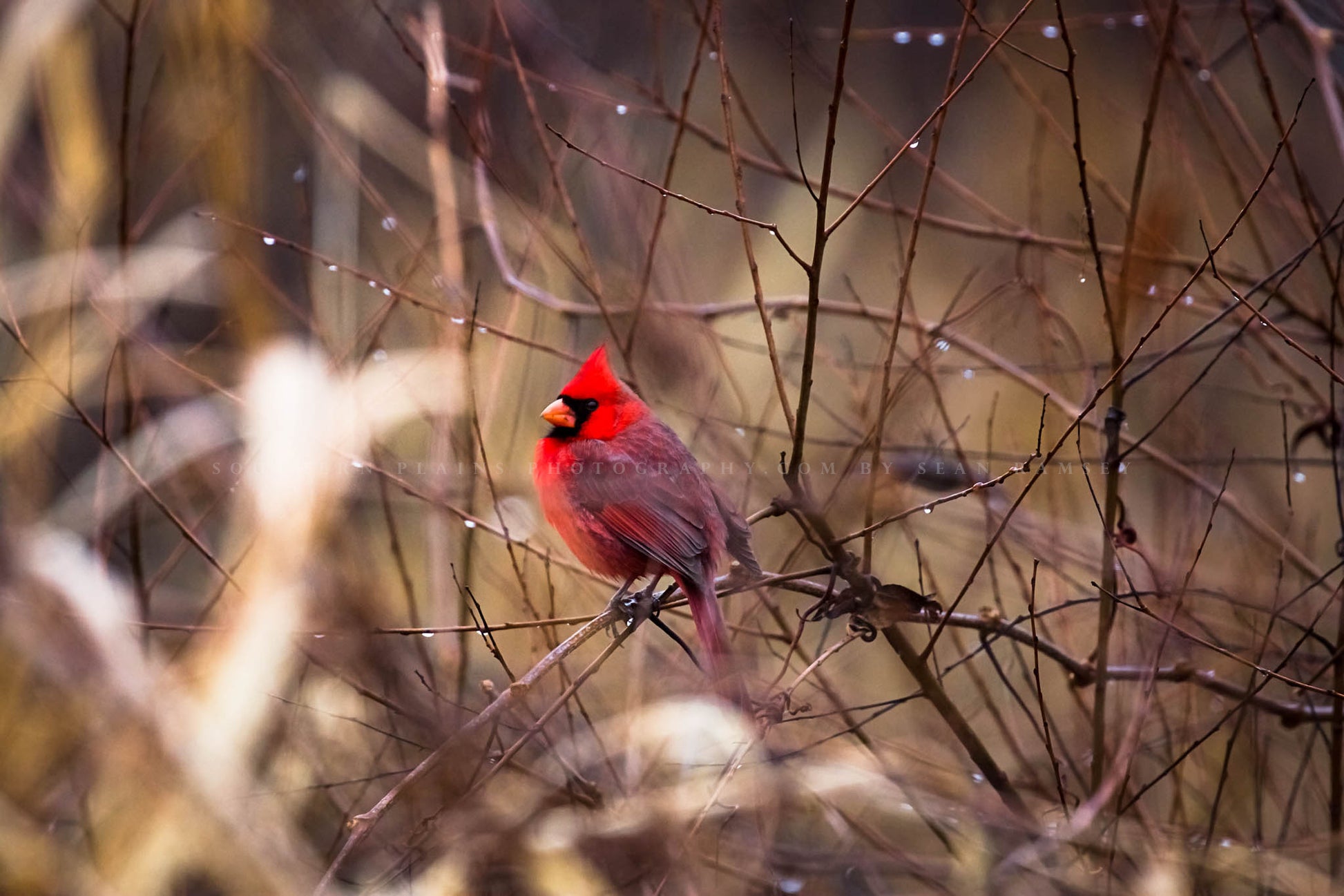 Bird photography print of a male cardinal resting on a branch surrounded by raindrops on a winter day in Oklahoma by Sean Ramsey of Southern Plains Photography.