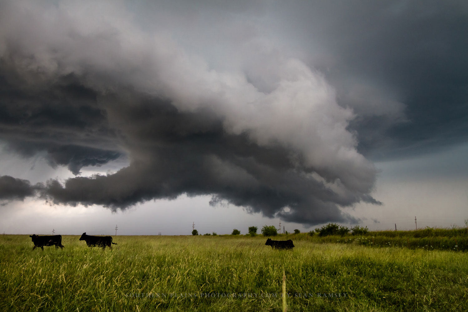 Storm photography print of cattle moving away from a severe thunderstorm on an autumn day in Kansas by Sean Ramsey of Southern Plains Photography.