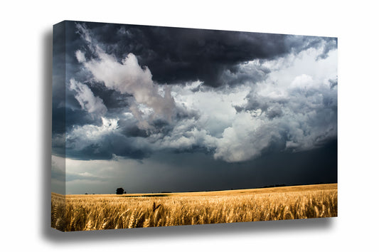Canvas wall art of storm clouds gathering over a golden wheat field on a stormy spring day in Kansas by Sean Ramsey of Southern Plains Photography.