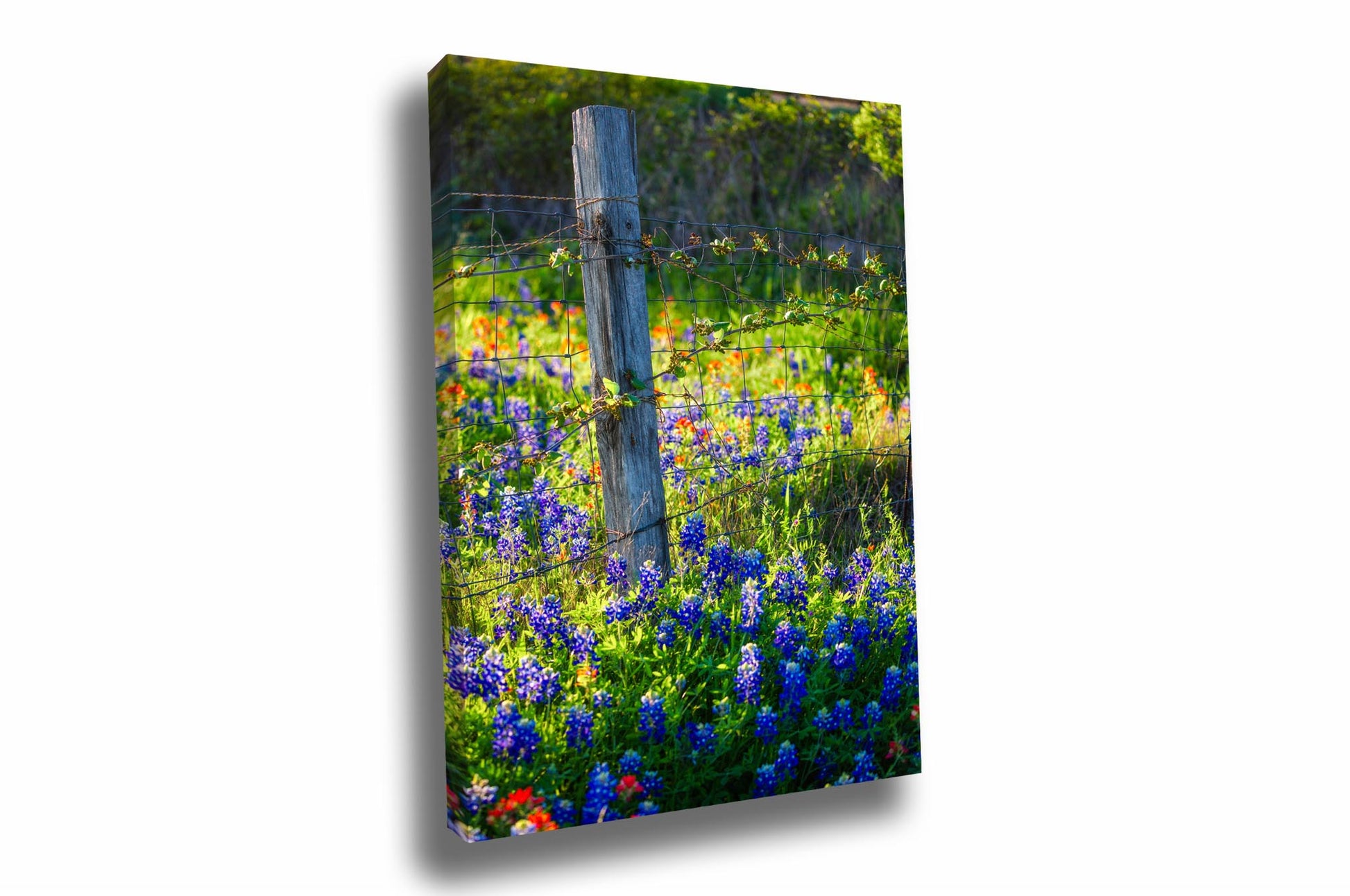Vertical farmhouse canvas wall art of a fence post surrounded by bluebonnets on a spring day in rural Texas by Sean Ramsey of Southern Plains Photography.