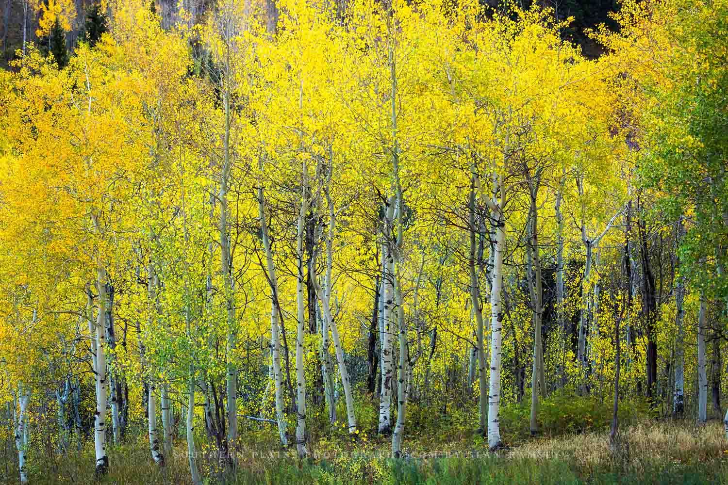 Nature photography print of golden aspen trees on an autumn day at the Maroon Bells in Colorado by Sean Ramsey of Southern Plains Photography.