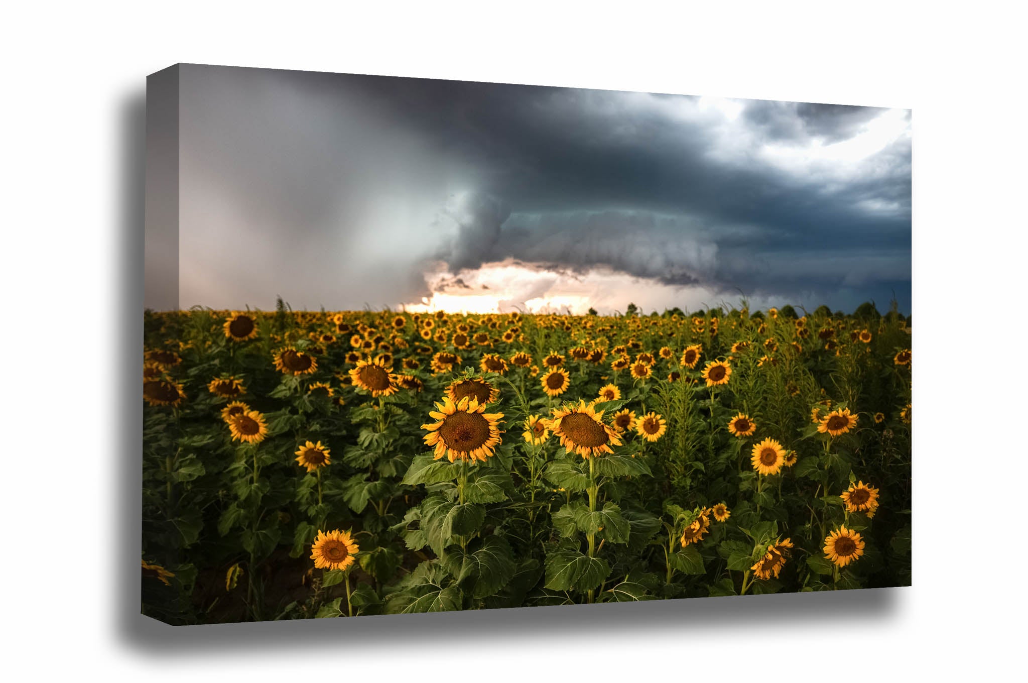 Country canvas wall art of sunflowers in a sunflower field facing away from an intense supercell thunderstorm on a stormy late summer day in Kansas by Sean Ramsey of Southern Plains Photography.