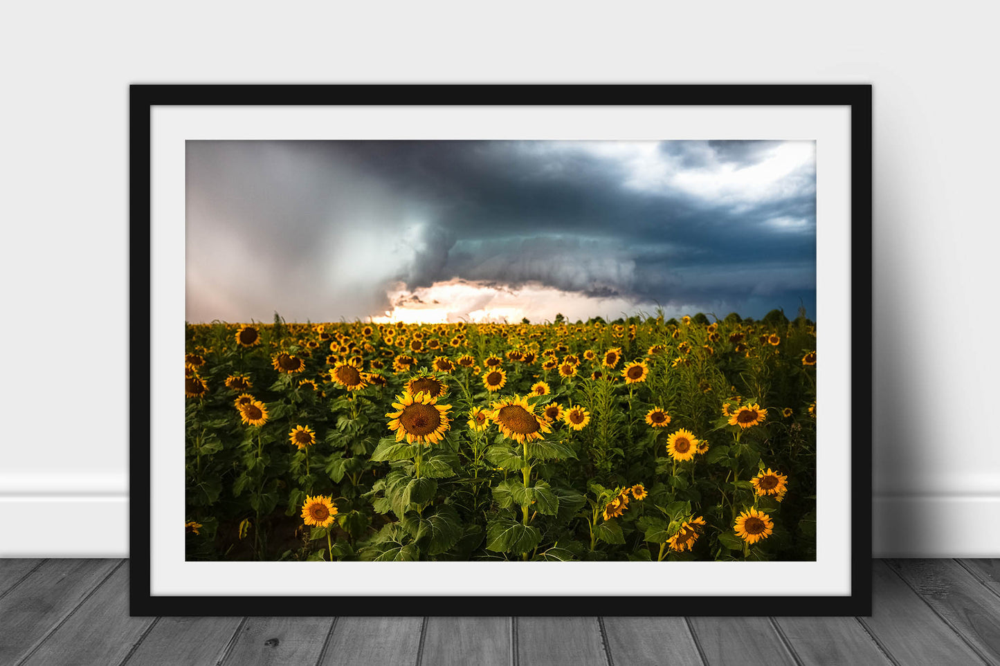 Framed and matted country photography print of an intense storm over a sunflower field on a stormy late summer day in Kansas by Sean Ramsey of Southern Plains Photography.