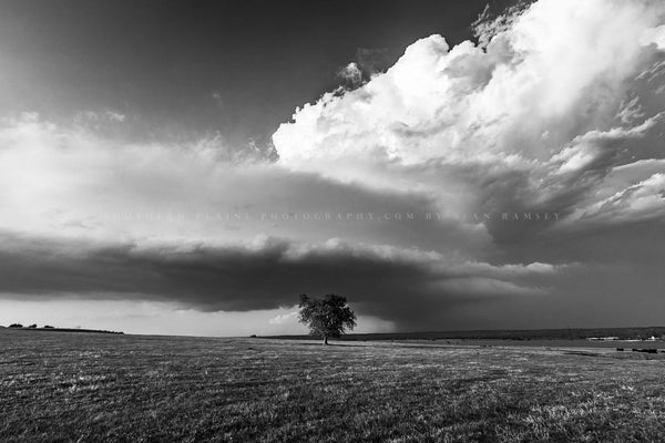 Western black and white photography print of a lone tree standing tall under a thunderstorm as it advances over the prairie on a spring day in Texas by Sean Ramsey of Southern Plains Photography.