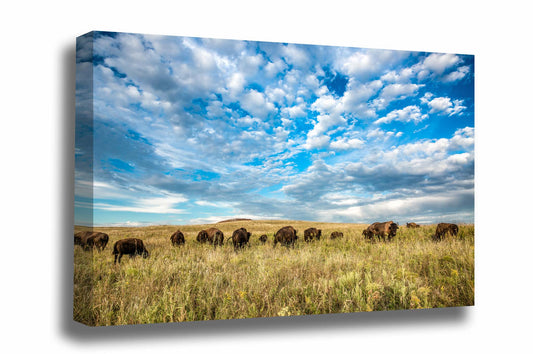 Western canvas wall art of a buffalo herd grazing on the Tallgrass Prairie under a big blue sky in Oklahoma by Sean Ramsey of Southern Plains Photography.