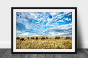 Framed and matted photography print of a buffalo herd grazing under a big blue sky on the Tallgrass Prairie in Osage County, Oklahoma by Sean Ramsey of Southern Plains Photography.