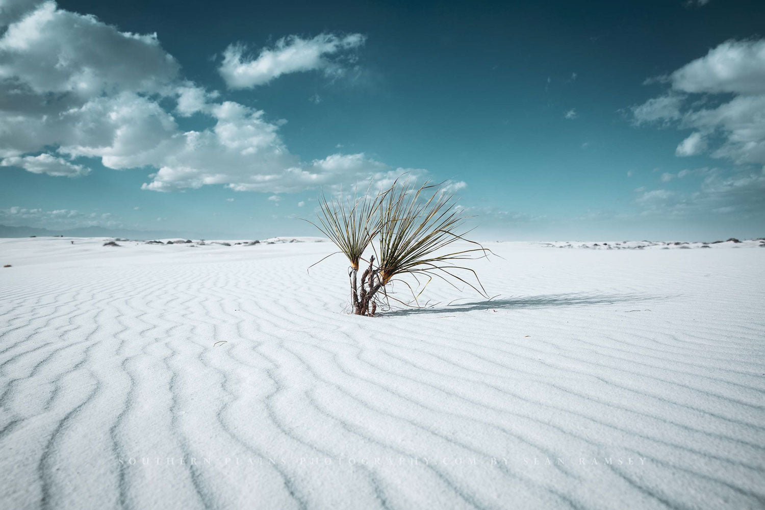 Vintage style print of a yucca plant in the rippled sand of White Sands National Park near Alamogordo, New Mexico by Sean Ramsey of Southern Plains Photography.
