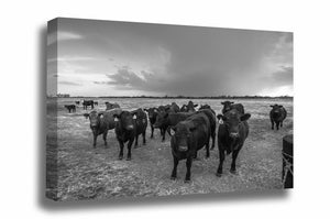 Black and white farm canvas wall art of angus cows gathering as a storm brews on the horizon on a spring day in Kansas by Sean Ramsey of Southern Plains Photography.