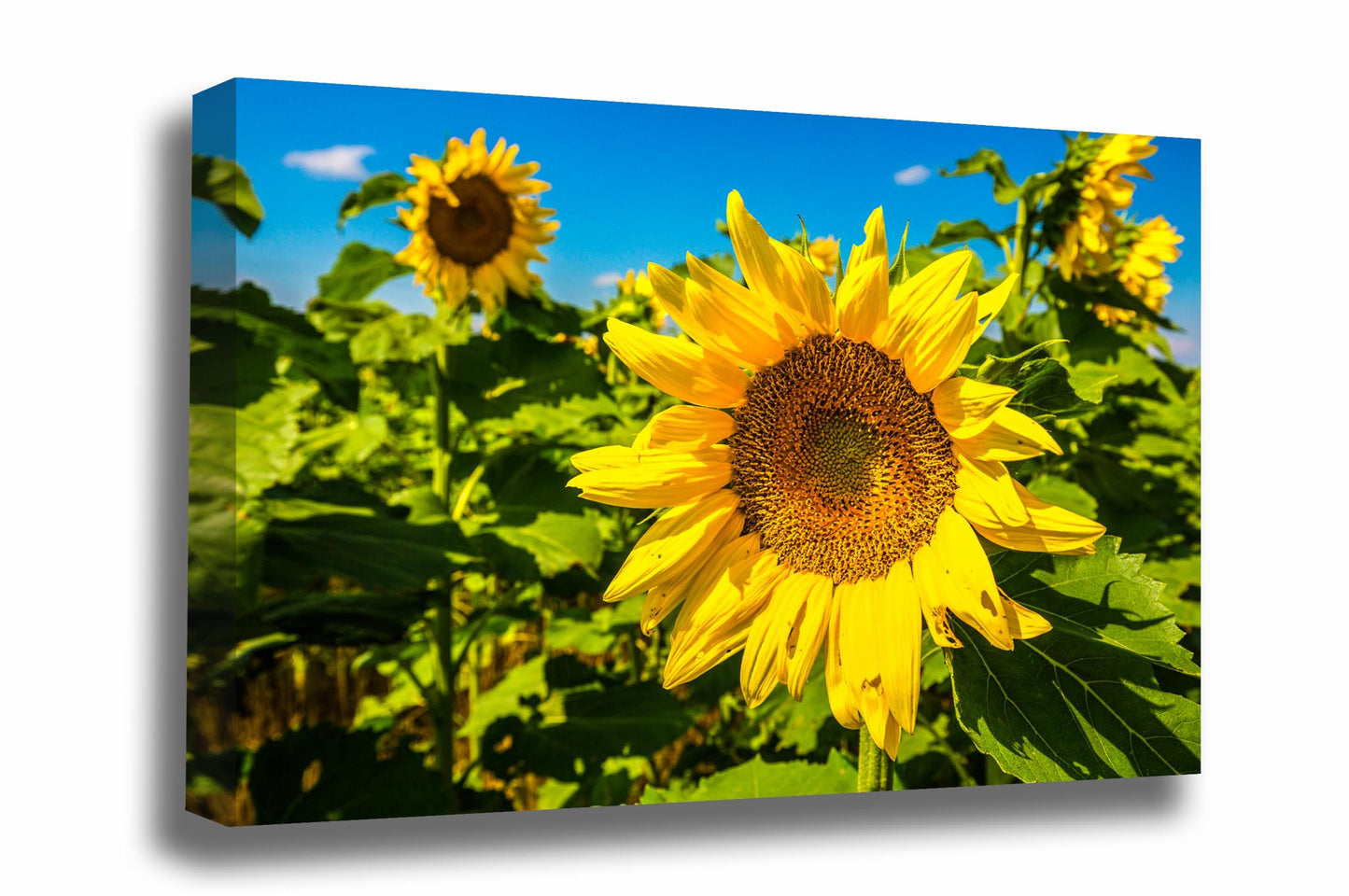 Canvas wall art of a large sunflower shining in sunlight on an autumn day in Kansas by Sean Ramsey of Southern Plains Photography.