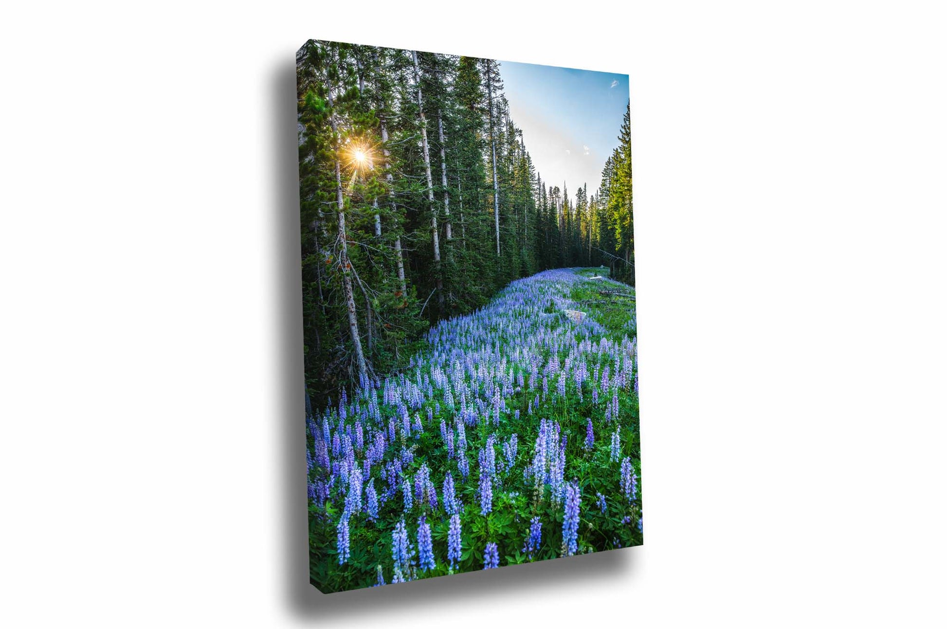Rocky Mountain canvas wall art of purple lupine wildflowers covering the forest floor as the sun twinkles through pine trees on a summer day in Montana by Sean Ramsey of Southern Plains Photography.