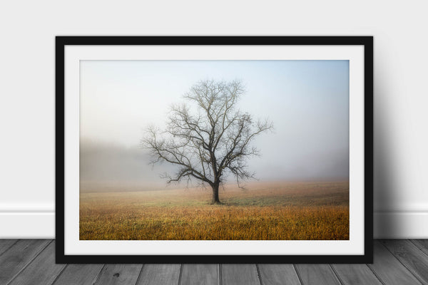 Framed nature print of a lone leafless tree shrouded in fog on an autumn morning along Cades Cove Loop in the Great Smoky Mountains of Tennessee by Sean Ramsey of Southern Plains Photography.