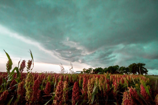 Country photography print of thunderstorm advancing over a colorful maize field on a farm in Oklahoma by Sean Ramsey of Southern Plains Photography.