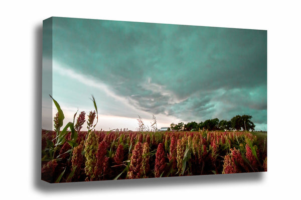 Farm canvas wall art of a thunderstorm advancing over a field of maize on a stormy summer day in Oklahoma by Sean Ramsey of Southern Plains Photography.
