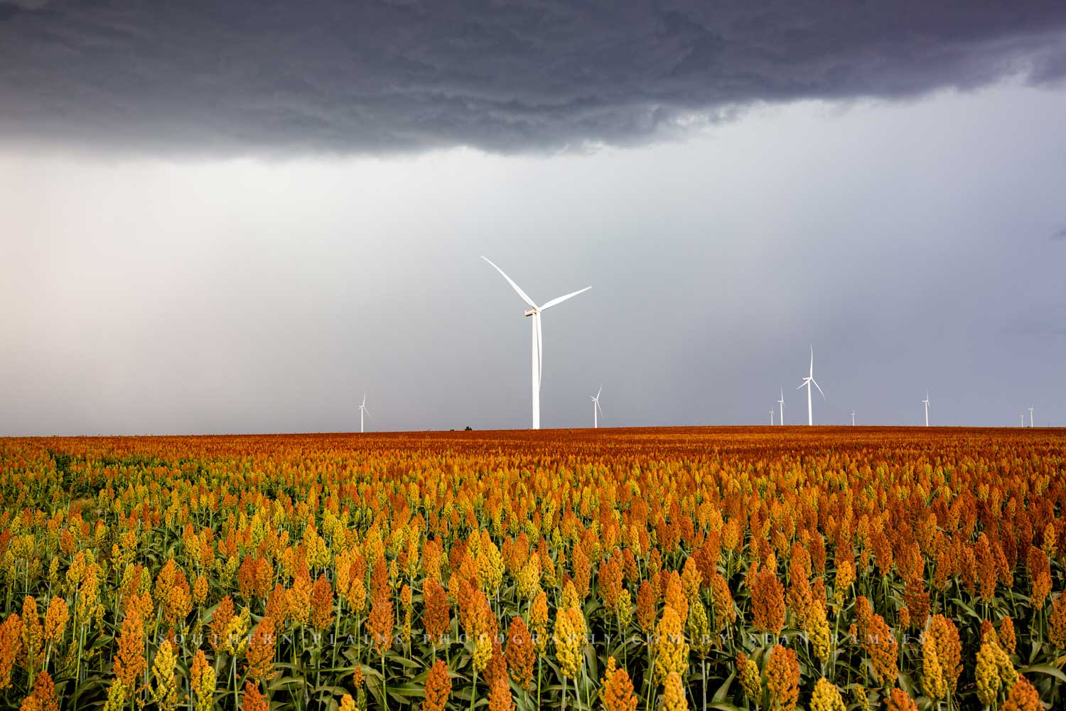 Wind turbines churn in a colorful maize field on a stormy autumn day in Kansas.