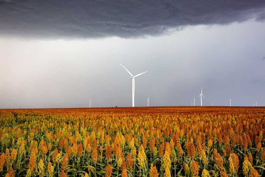 Country photography print of wind turbines in a colorful maize field under a stormy sky in Kansas by Sean Ramsey of Southern Plains Photography.