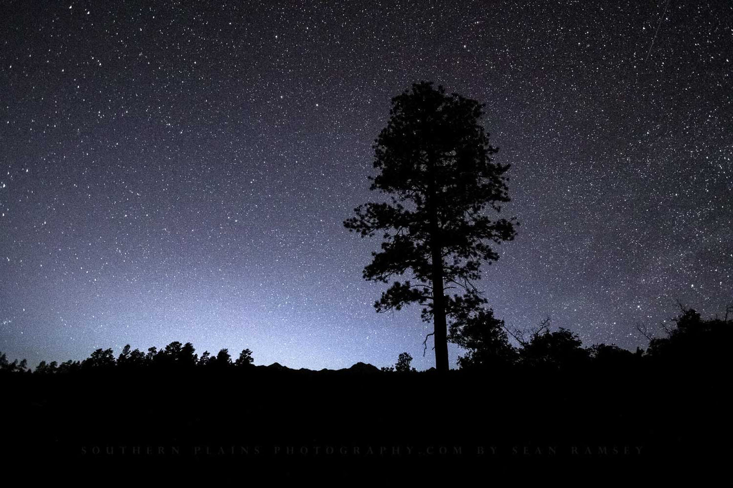 A pine tree silhouette against a starry night sky in the Rocky Mountains of Colorado by Sean Ramsey of Southern Plains Photography.