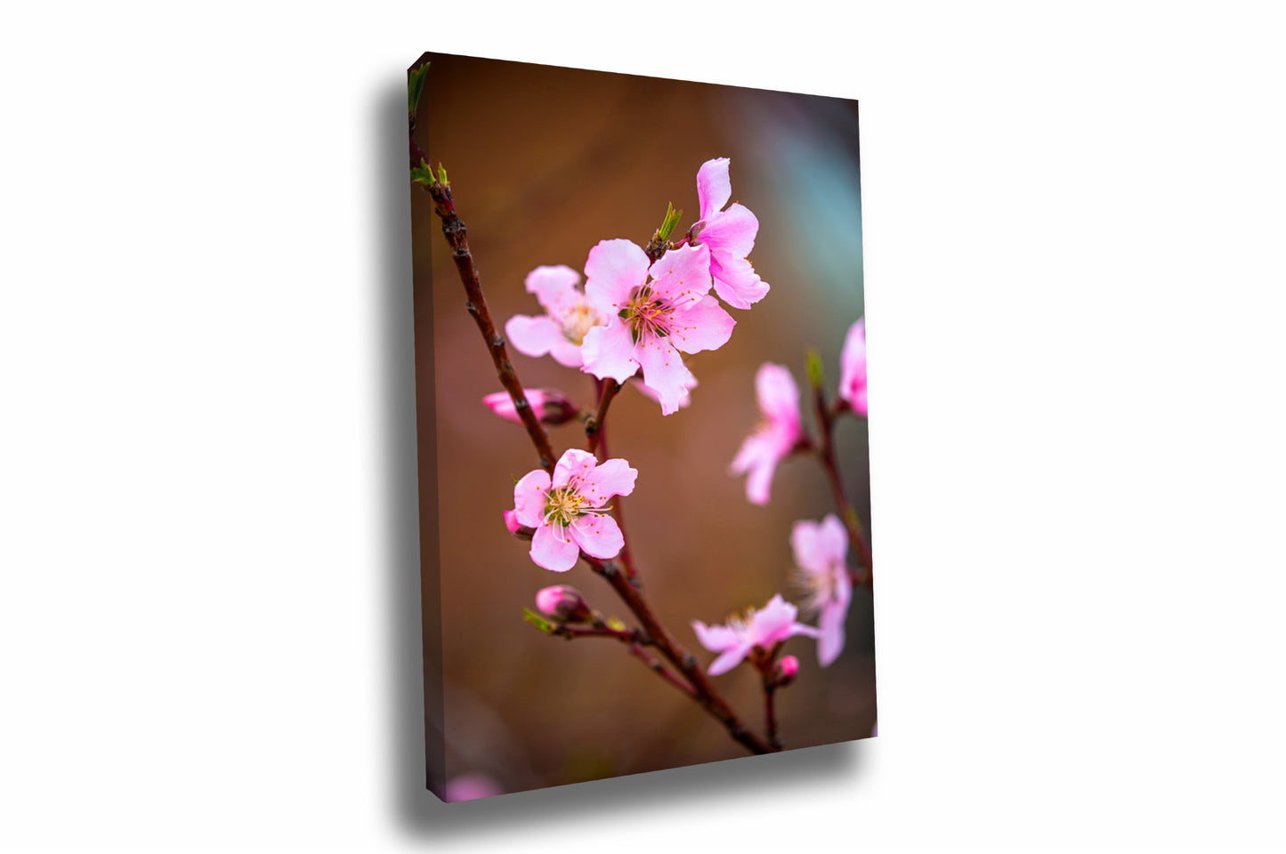Floral canvas wall art of beautiful pink peach blossoms on a spring day in Oklahoma by Sean Ramsey of Southern Plains Photography.
