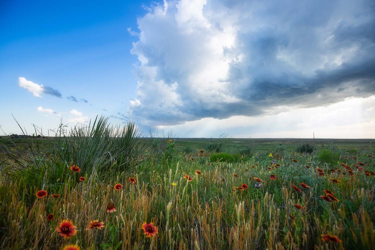 A thunderstorm moves over prairie wildflowers on a spring day in the Texas panhandle.