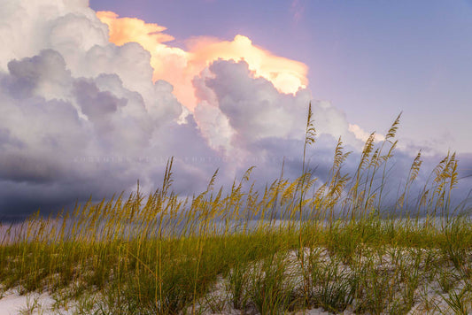 Coastal photography print of storm clouds over sea oats along a beach at Orange Beach, Alabama by Sean Ramsey of Southern Plains Photography.