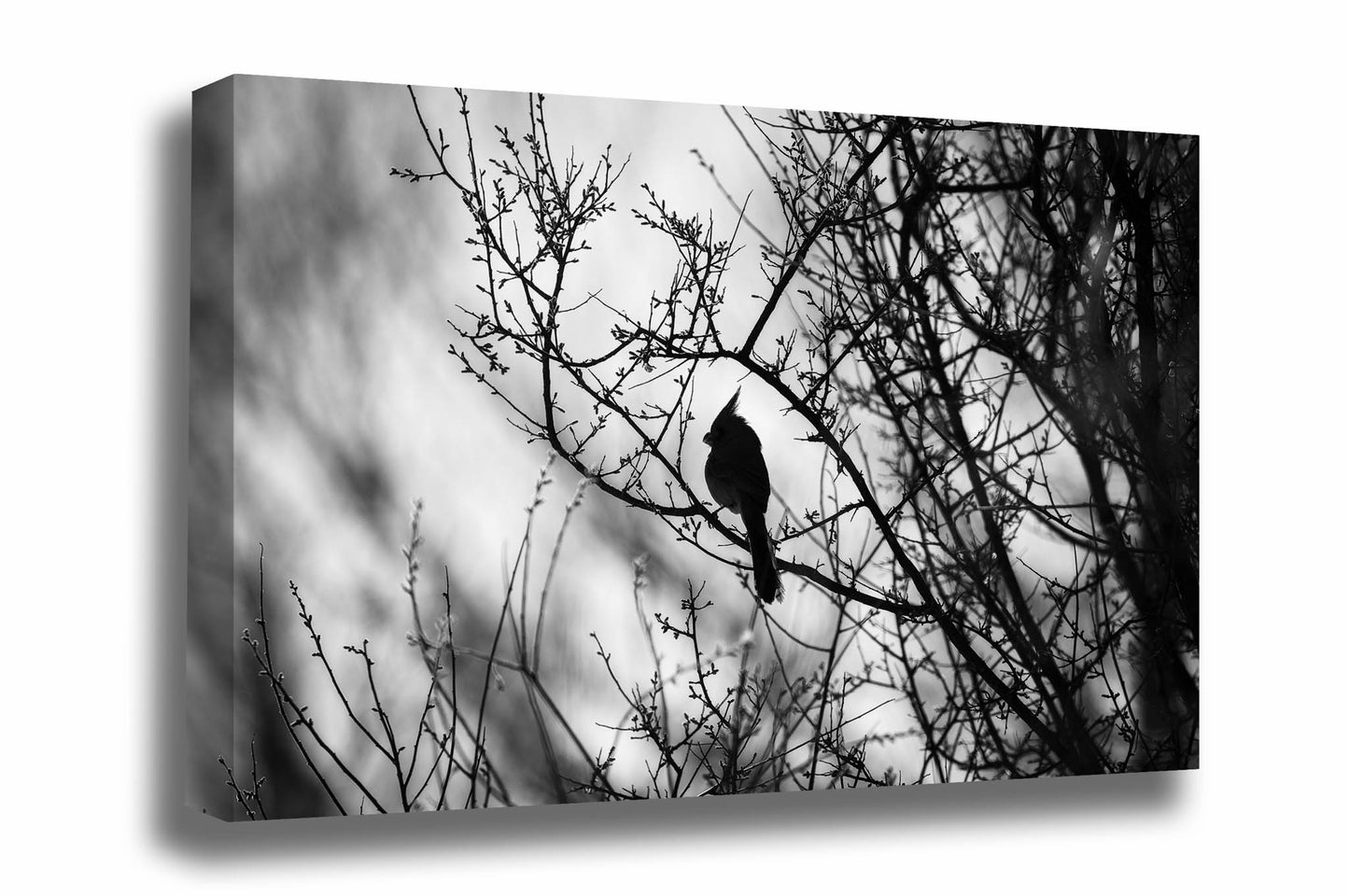 Bird canvas wall art of a pyrrhuloxia desert cardinal appearing as a silhouette as it rests on a branch along the San Pedro River in Arizona by Sean Ramsey of Southern Plains Photography.
