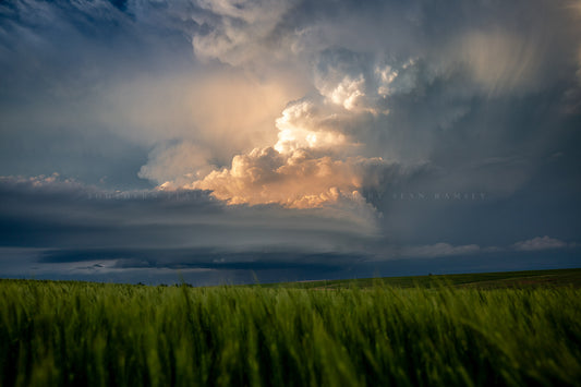 Storm photography print of a thunderstorm illuminated by evening sunlight over a wheat field at sunset on a stormy spring evening in Kansas by Sean Ramsey of Southern Plains Photography.