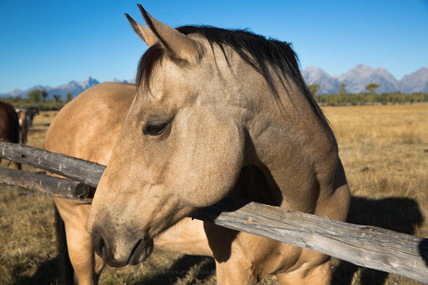 Equine photography print of a buckskin horse on an autumn day in Grand Teton National Park, Wyoming.