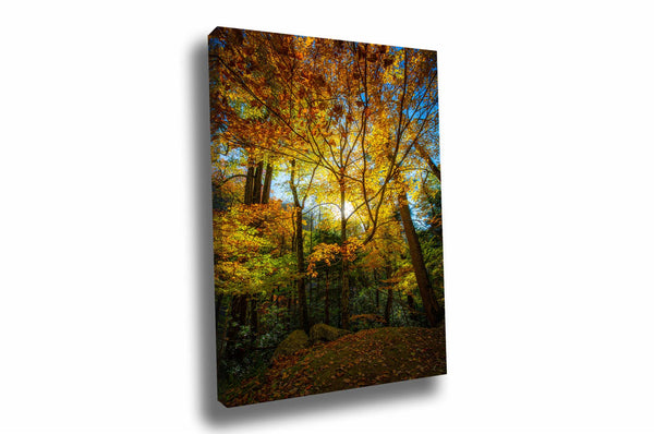 Canvas wall art of fall foliage illuminated by sunlight on an autumn evening in the Great Smoky Mountains of Tennessee by Sean Ramsey of Southern Plains Photography.
