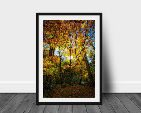 Vertical framed landscape print with optional mat of fall foliage illuminated in golden sunlight on an autumn evening in the Great Smoky Mountains of Tennessee by Sean Ramsey of Southern Plains Photography.