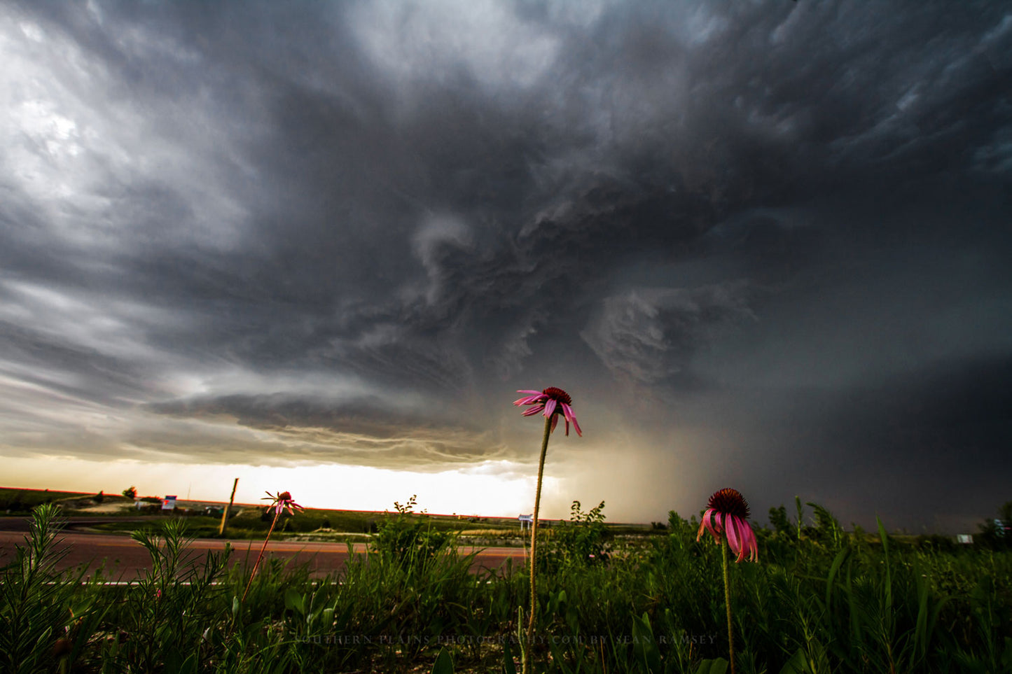 Empowerment photography print of echinacea wildflowers standing strong as a powerful thunderstorm approaches on a spring day in Kansas by Sean Ramsey of Southern Plains Photography.