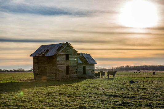 Country photography print of an abandoned farmhouse guarded by cattle in a field on an autumn evening in Oklahoma by Sean Ramsey of Southern Plains Photography.