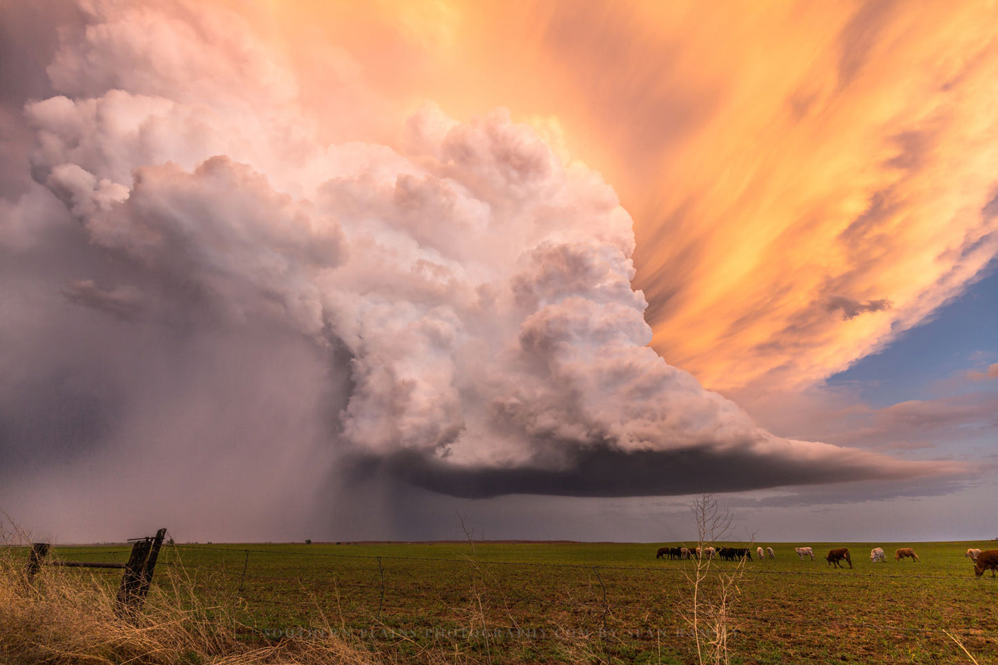 A supercell thunderstorm drenched in golden sunlight on a stormy spring evening in Kansas by Sean Ramsey of Southern Plains Photography.
