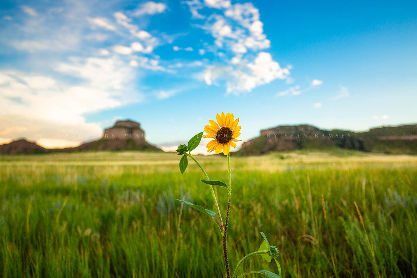 Great Plains photography print of a wild sunflower shining bright in front of bluffs on a summer day on the Nebraska prairie by Sean Ramsey of Southern Plains Photography.